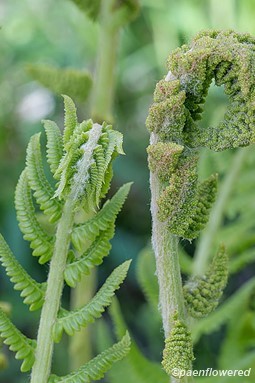 Sporangia and opening frond